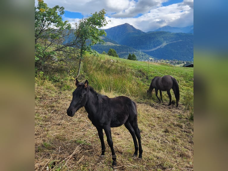 American Quarter Horse Giumenta Puledri (05/2024) 155 cm Morello in Mörel-Filet