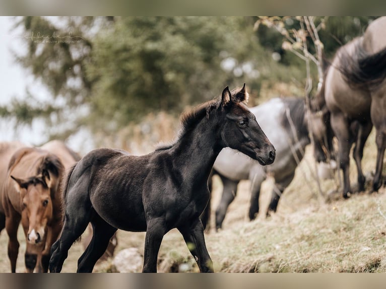 American Quarter Horse Giumenta Puledri (05/2024) 155 cm Morello in Mörel-Filet