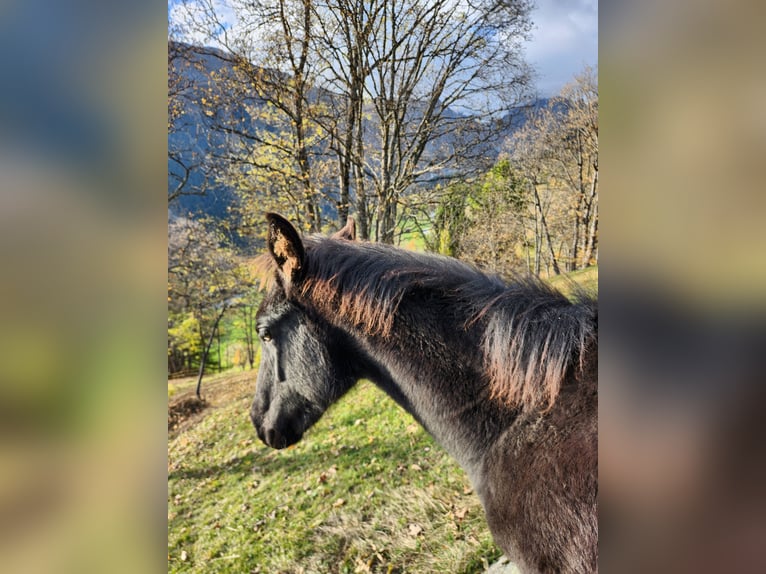 American Quarter Horse Giumenta Puledri (05/2024) 155 cm Morello in Mörel-Filet