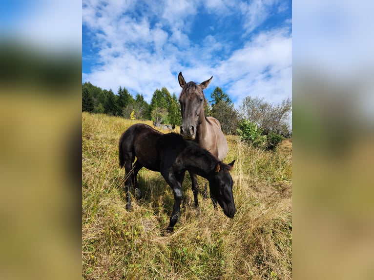 American Quarter Horse Giumenta Puledri (05/2024) 155 cm Morello in Mörel-Filet