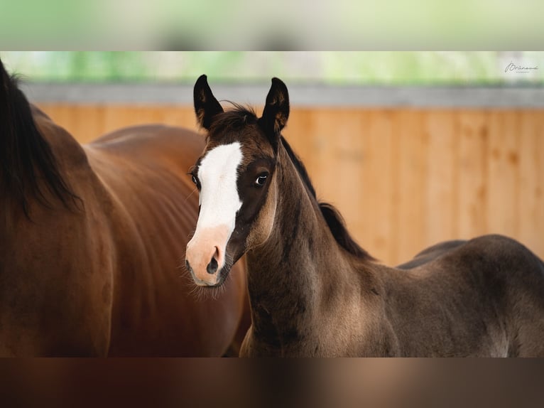 American Quarter Horse Giumenta Puledri
 (05/2024) 155 cm Morello in Ústí nad Labem