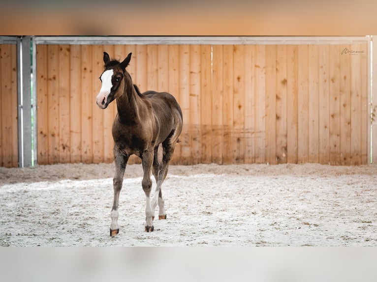 American Quarter Horse Giumenta Puledri
 (05/2024) 155 cm Morello in Ústí nad Labem