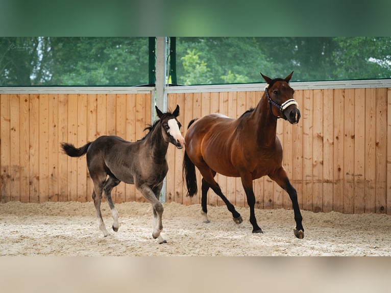 American Quarter Horse Giumenta Puledri
 (05/2024) 155 cm Morello in Ústí nad Labem