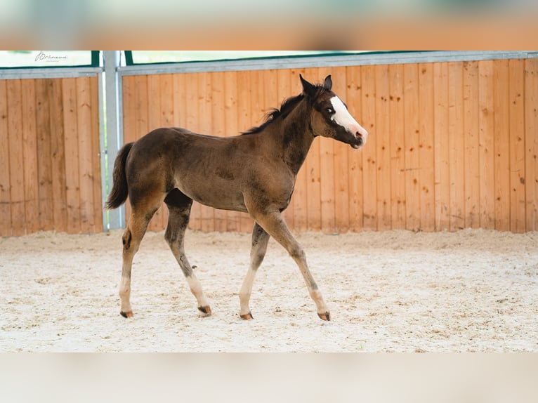 American Quarter Horse Giumenta Puledri
 (05/2024) 155 cm Morello in Ústí nad Labem