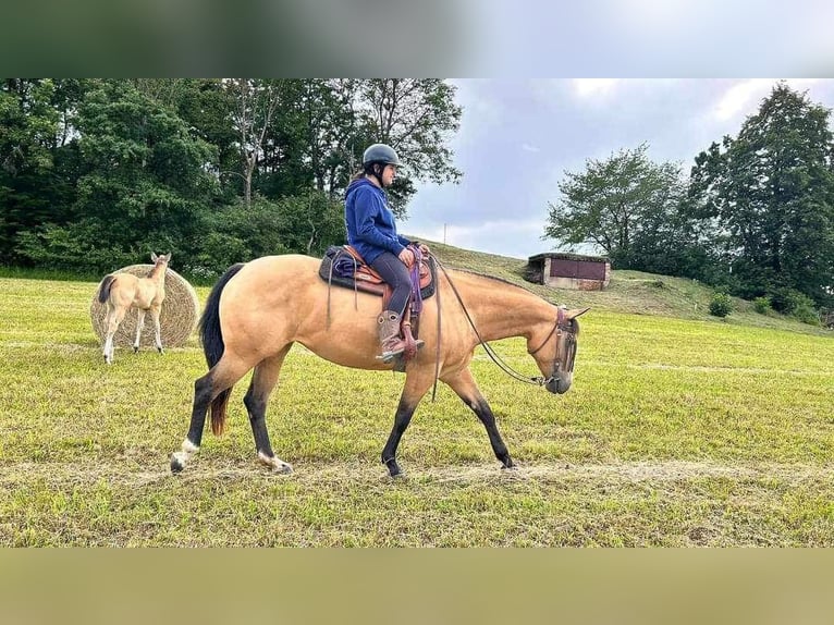 American Quarter Horse Giumenta Puledri (05/2024) 160 cm Pelle di daino in Nyýrsko