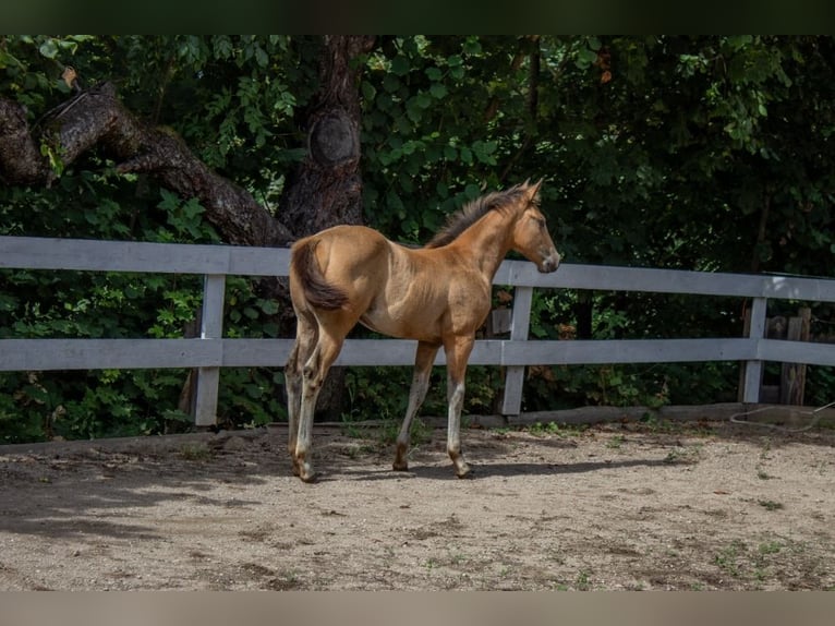 American Quarter Horse Giumenta Puledri (05/2024) 160 cm Pelle di daino in Nyýrsko