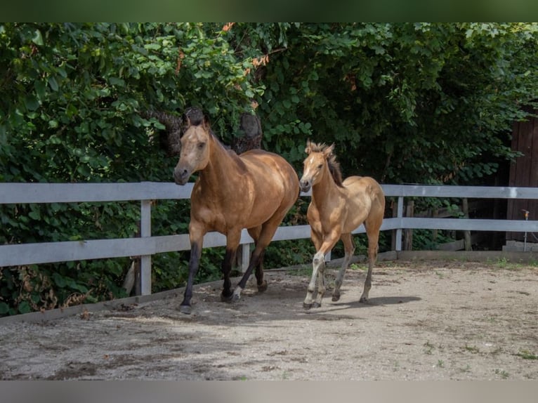 American Quarter Horse Giumenta Puledri (05/2024) 160 cm Pelle di daino in Nyýrsko