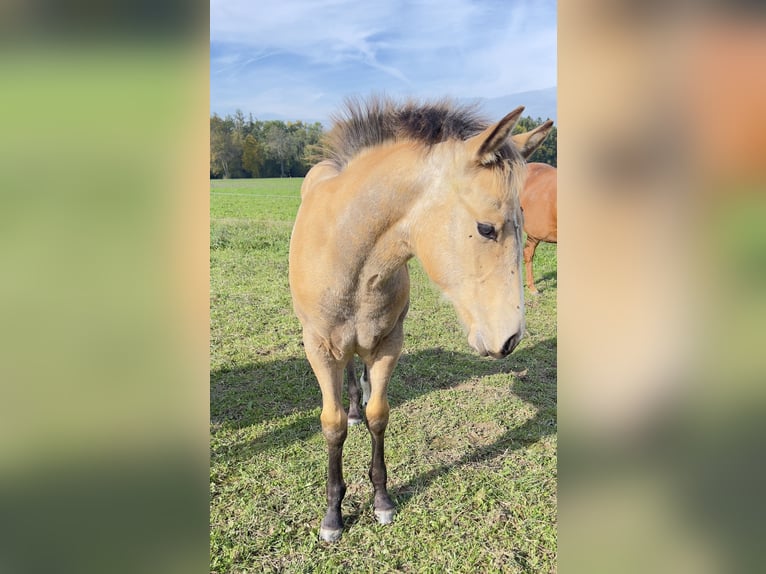 American Quarter Horse Giumenta Puledri (05/2024) 160 cm Pelle di daino in Nyýrsko