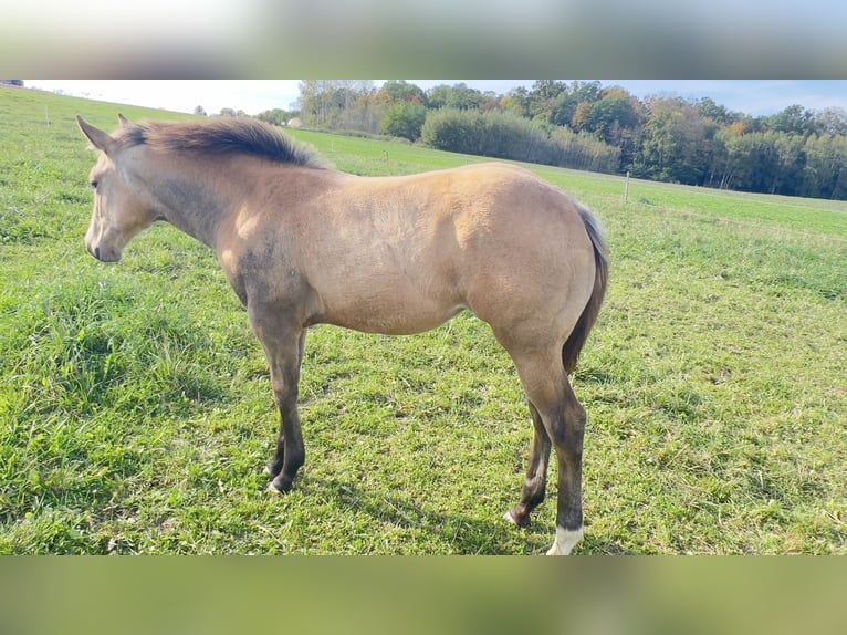 American Quarter Horse Giumenta Puledri (05/2024) 160 cm Pelle di daino in Nyýrsko