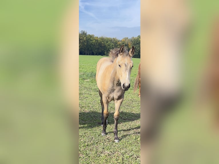 American Quarter Horse Giumenta Puledri (05/2024) 160 cm Pelle di daino in Nyýrsko