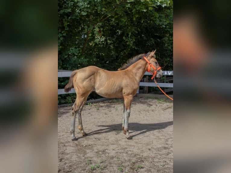 American Quarter Horse Giumenta Puledri (05/2024) 160 cm Pelle di daino in Nyýrsko