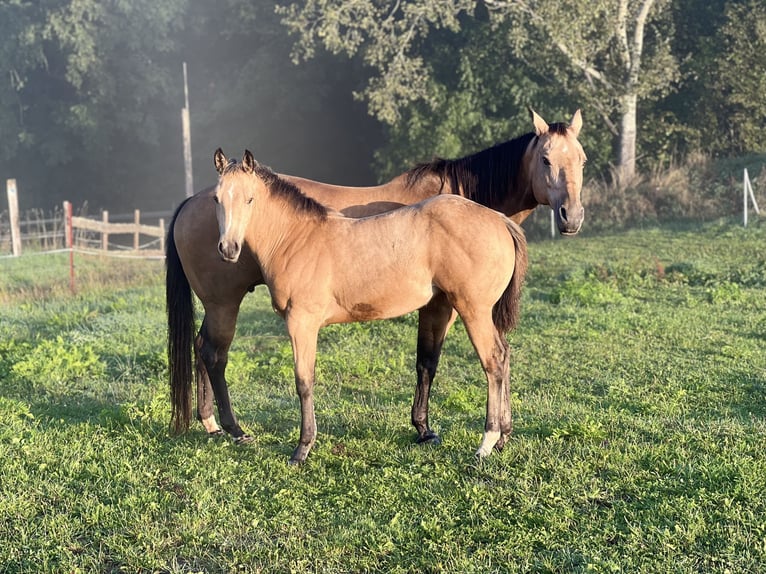 American Quarter Horse Giumenta Puledri (05/2024) 160 cm Pelle di daino in Nyýrsko