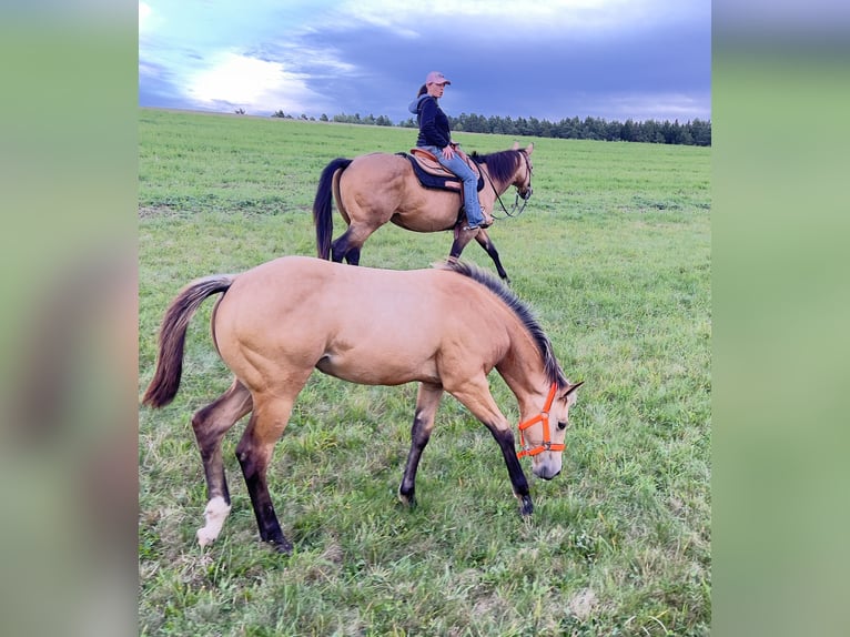 American Quarter Horse Giumenta Puledri (05/2024) 160 cm Pelle di daino in Nyýrsko