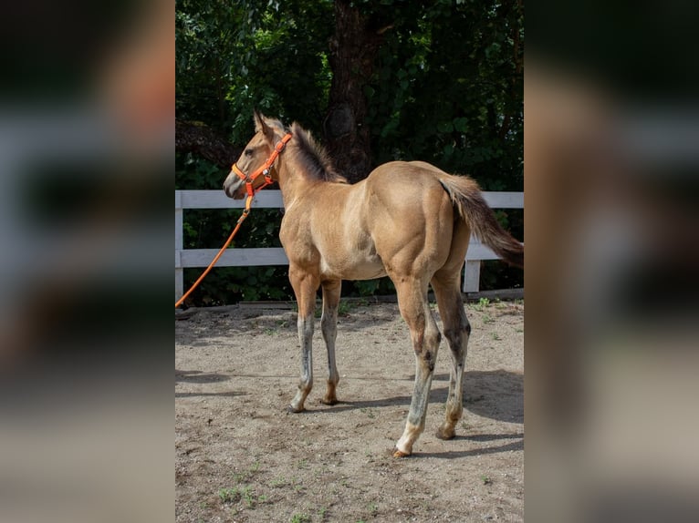 American Quarter Horse Giumenta Puledri (05/2024) 160 cm Pelle di daino in Nyýrsko