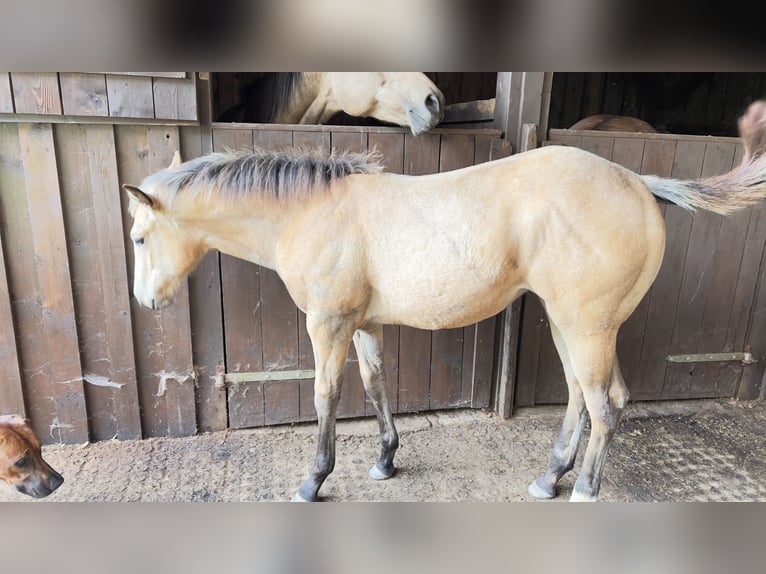 American Quarter Horse Giumenta Puledri (05/2024) 160 cm Pelle di daino in Nyýrsko