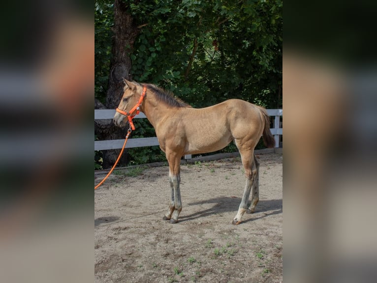 American Quarter Horse Giumenta Puledri (05/2024) 160 cm Pelle di daino in Nyýrsko