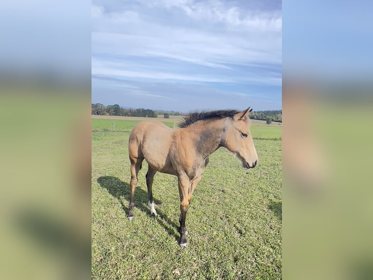 American Quarter Horse Giumenta Puledri (05/2024) 160 cm Pelle di daino in Nyýrsko