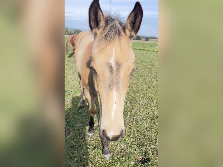 American Quarter Horse Giumenta Puledri (05/2024) 160 cm Pelle di daino in Nyýrsko