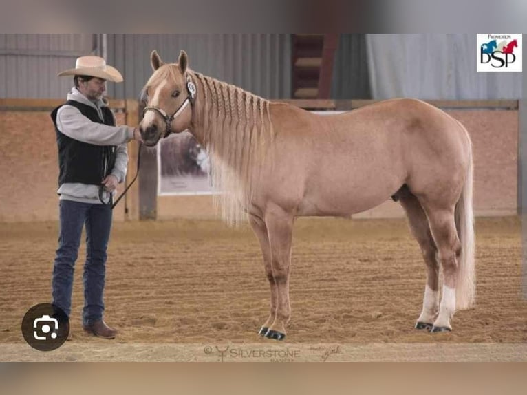 American Quarter Horse Giumenta Puledri (05/2024) 160 cm Pelle di daino in Nyýrsko