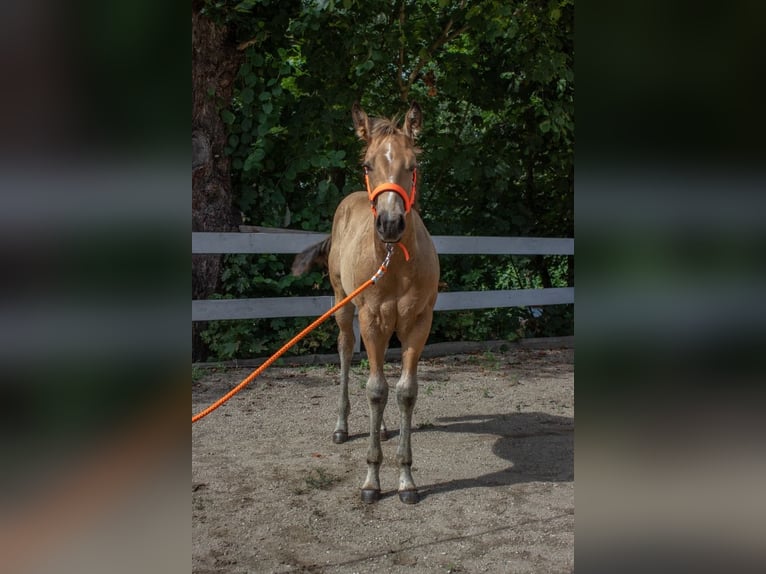 American Quarter Horse Giumenta Puledri (05/2024) 160 cm Pelle di daino in Nyýrsko