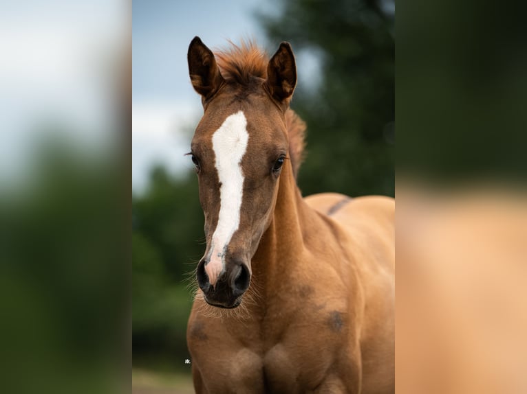 American Quarter Horse Giumenta Puledri
 (04/2024) 160 cm Red dun in Kehl