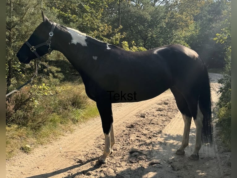 American Quarter Horse Giumenta Puledri (06/2024) 160 cm Sauro in Midwolde