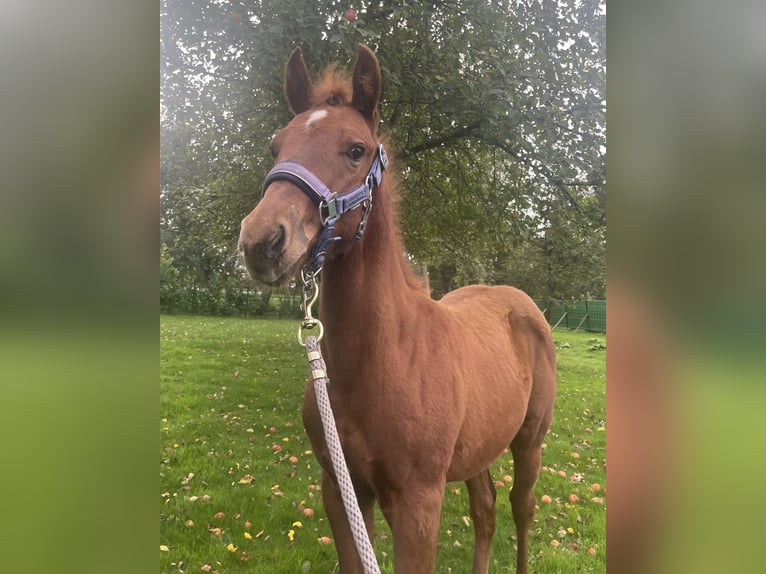 American Quarter Horse Giumenta Puledri (06/2024) 160 cm Sauro in Midwolde