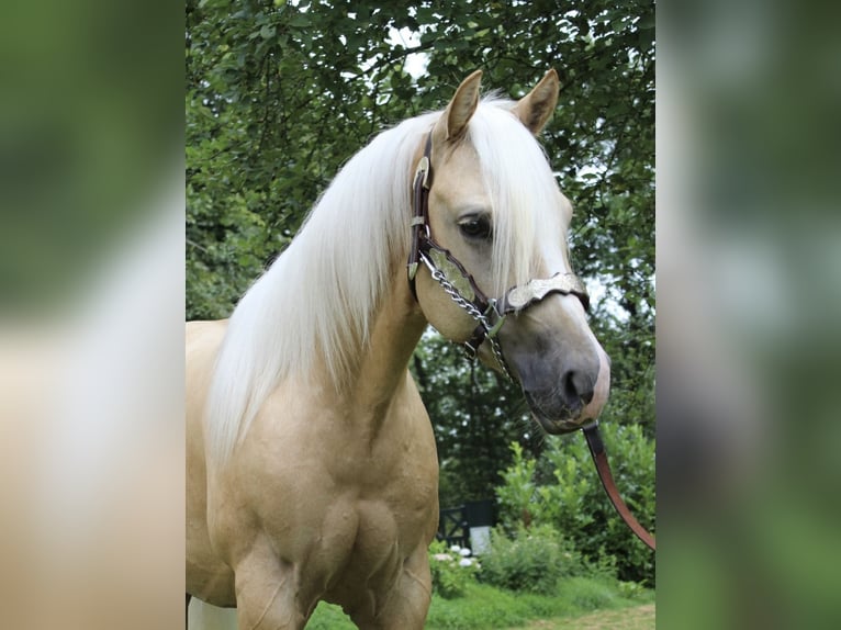 American Quarter Horse Giumenta Puledri (06/2024) 160 cm Sauro in Midwolde