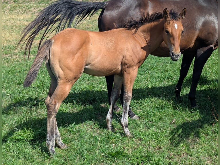 American Quarter Horse Giumenta Puledri (05/2026) Baio chiaro in ESTEIL
