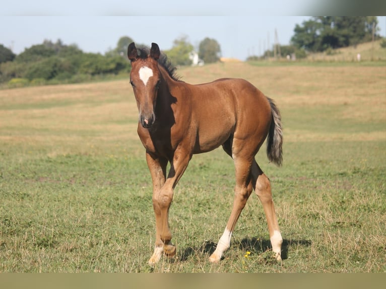 American Quarter Horse Giumenta Puledri (04/2024) Baio ciliegia in Haigerloch