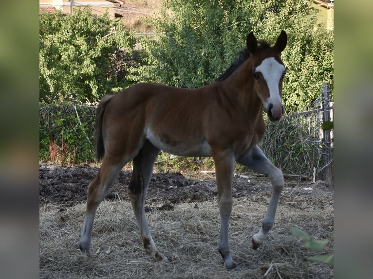 American Quarter Horse Giumenta Puledri (08/2024) Baio ciliegia in Spoleto