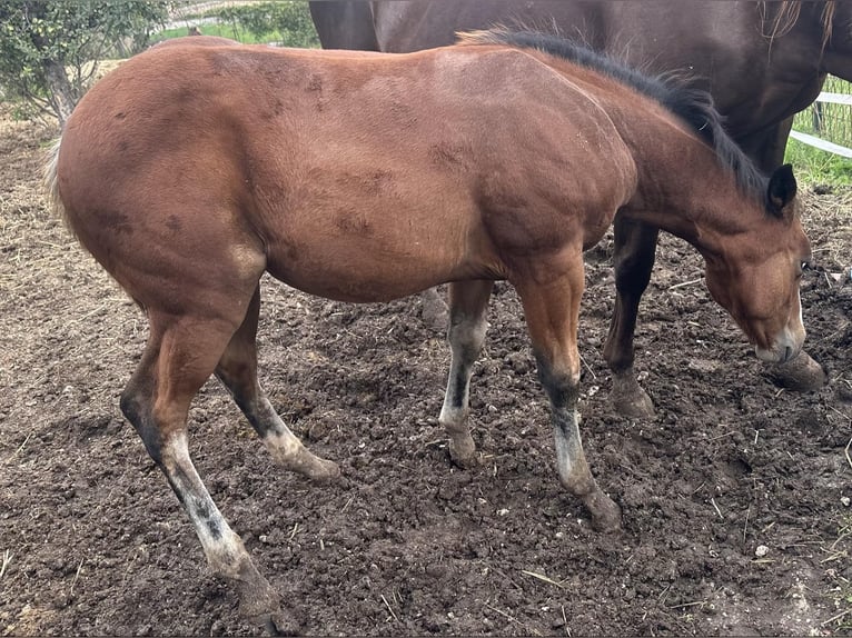 American Quarter Horse Giumenta Puledri (08/2024) Baio ciliegia in Spoleto