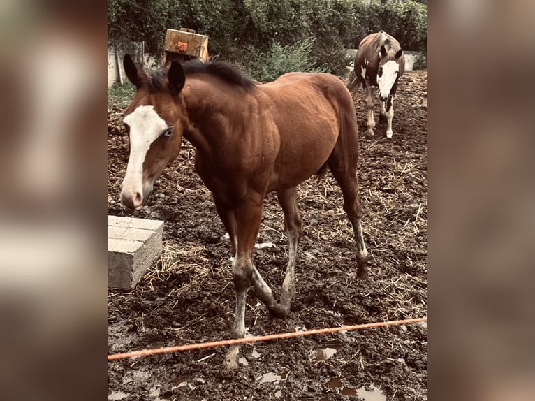 American Quarter Horse Giumenta Puledri (08/2024) Baio ciliegia in Spoleto