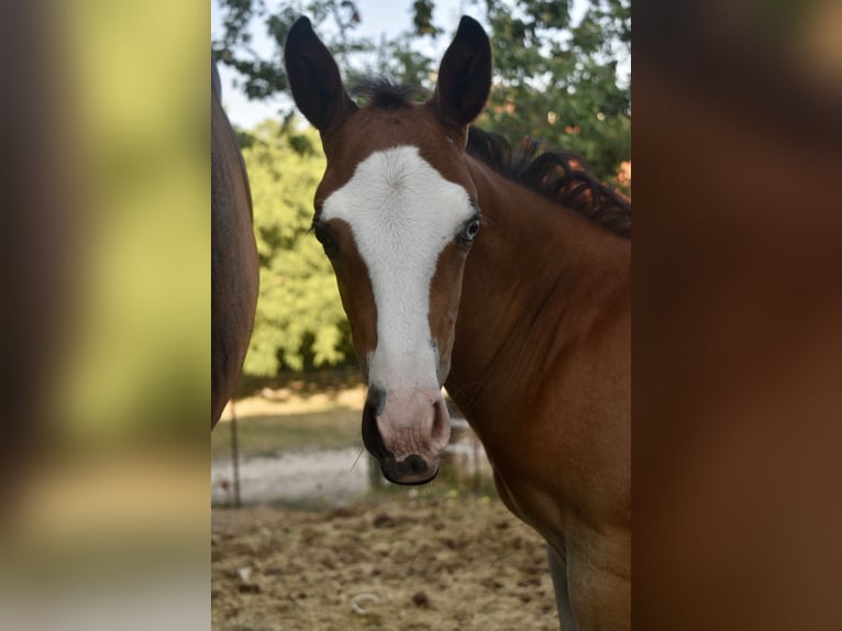 American Quarter Horse Giumenta Puledri (08/2024) Baio ciliegia in Spoleto