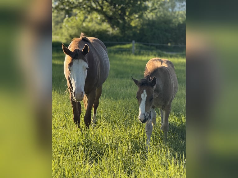 American Quarter Horse Giumenta  Baio ciliegia in Žilina