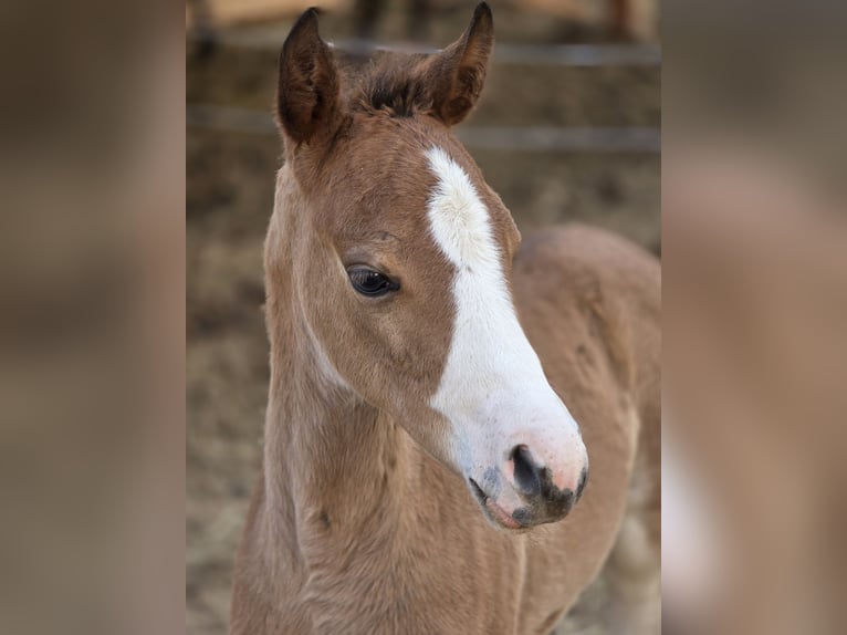 American Quarter Horse Giumenta  Baio ciliegia in Žilina
