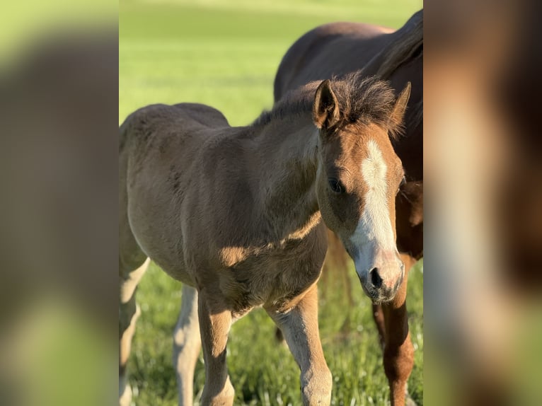 American Quarter Horse Giumenta  Baio ciliegia in Žilina