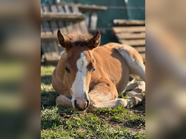 American Quarter Horse Giumenta  Baio ciliegia in Žilina