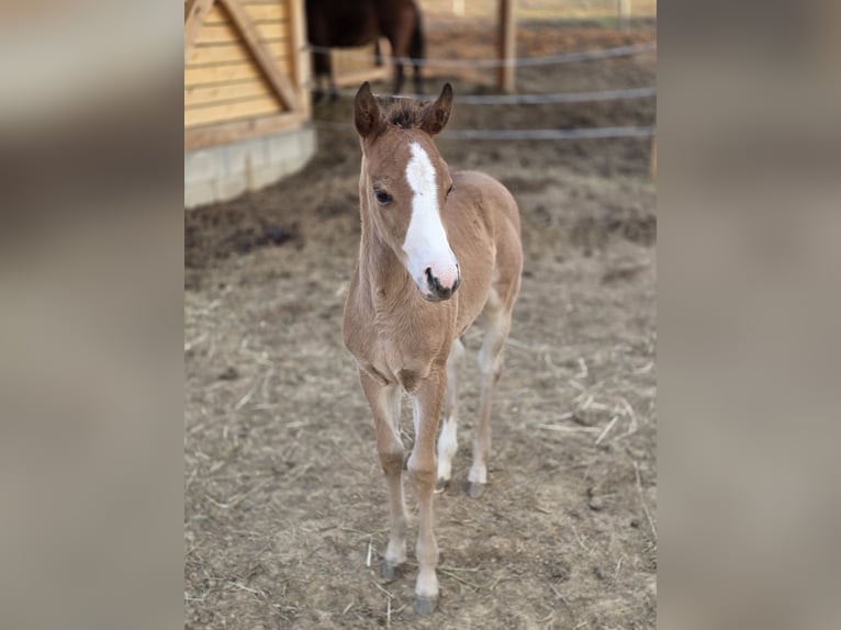 American Quarter Horse Giumenta  Baio ciliegia in Žilina