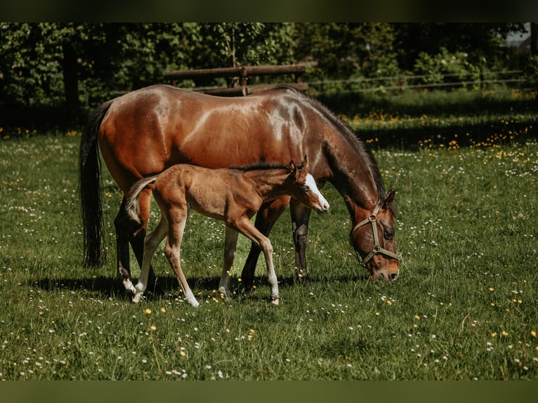 American Quarter Horse Giumenta Puledri (05/2026) Baio in Bedburg-Hau
