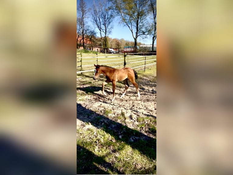 American Quarter Horse Giumenta Puledri (02/2026) Baio in Steyerberg