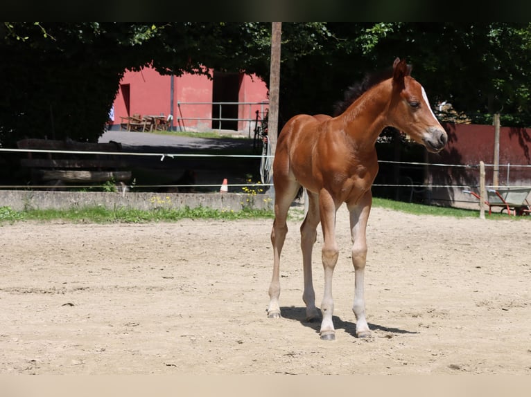 American Quarter Horse Giumenta Puledri (06/2024) Baio in Neuwied