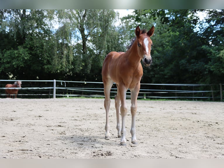 American Quarter Horse Giumenta Puledri (06/2024) Baio in Neuwied