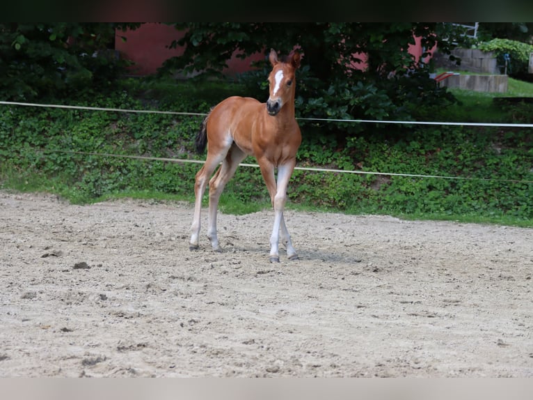 American Quarter Horse Giumenta Puledri (06/2024) Baio in Neuwied