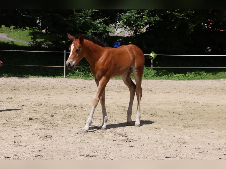 American Quarter Horse Giumenta Puledri (06/2024) Baio in Neuwied