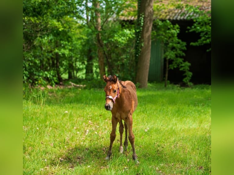 American Quarter Horse Giumenta Puledri (03/2026) Baio in Barchem