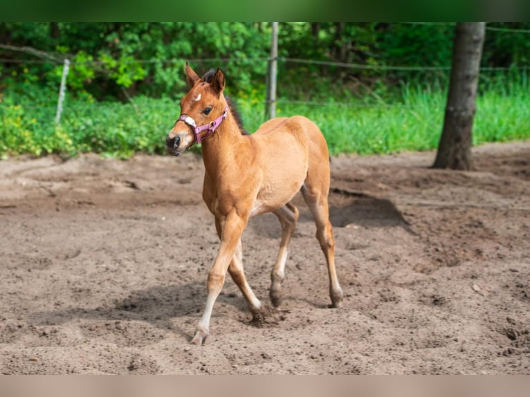 American Quarter Horse Giumenta Puledri (03/2026) Baio in Barchem