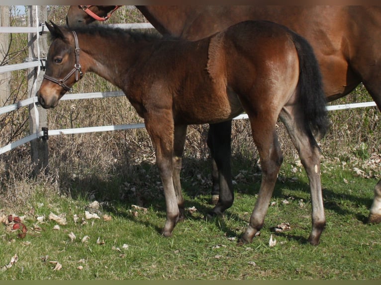 American Quarter Horse Giumenta Puledri
 (01/2024) Baio roano in Pöttsching