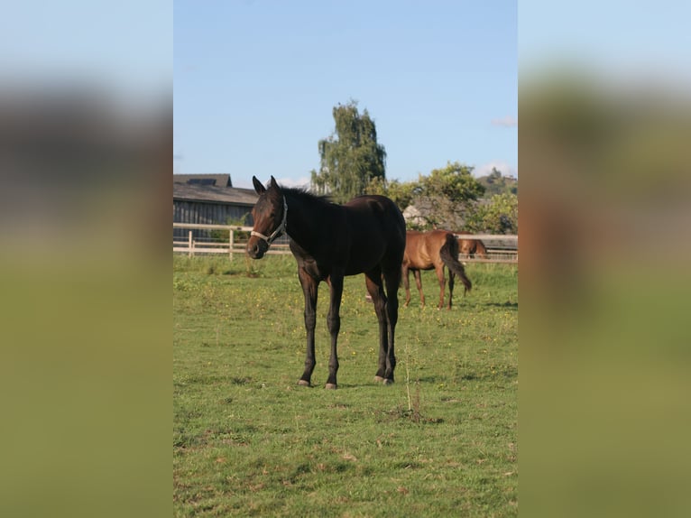 American Quarter Horse Giumenta Puledri
 (04/2024) Baio scuro in Kemnath