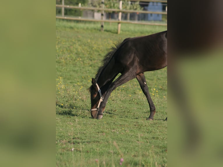 American Quarter Horse Giumenta Puledri
 (04/2024) Baio scuro in Kemnath